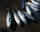 Un gruppo di tonni rossi mediterranei appena pescati, con le loro squame argentate che brillano sotto la luce.