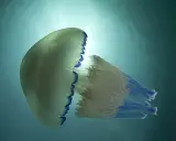 Una medusa traslucida con bordi blu fluttua nell'acqua. Le meduse stanno nell'acqua calda o fredda, adattandosi all'ambiente.