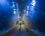 Tunnel sottomarino nell'oceanografico di Valencia, con banchi di pesci che nuotano sopra e intorno ai visitatori.
