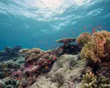 Un banco di pesci rossi nuota tra colorati arrecifes de coral, sotto la luce del sole che filtra dall'acqua.