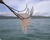Una medusa trascinata da un attrezzo da pesca, pronta per essere cucinata. Chi mangia le meduse?