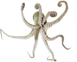 Un polpo maschio e femmina, con tentacoli che si arricciano, si muove con grazia su sfondo bianco.