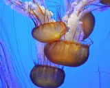 Meduse strane con ombrelli ambrati e lunghi tentacoli viola danzano in un blu profondo.