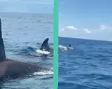 Orca maestosa con la sua pinna dorsale che emerge dall'acqua, seguita da un gruppo di capodogli che nuotano in mare aperto.