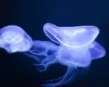 Tre meduse tropicali bioluminescenti fluttuano nell'oscurità, con i loro tentacoli trasparenti che si estendono.