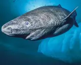 Squalo della Groenlandia, noto per la sua lunghissima vita media, nuota nelle fredde acque artiche vicino a un iceberg.