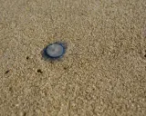 Una piccola medusa occhio blu, con un disegno a spirale, giace sulla sabbia dorata della spiaggia.
