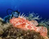 Un subacqueo osserva un pesce scorpione arancione su un fondale marino ricco di alghe. L'immersione dei sub rivela meraviglie nascoste.