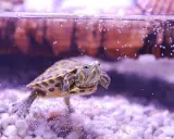 Tartaruga d'acqua dolce nuota tra bollicine e sassolini. Chissà cosa mangia la tartaruga d'acqua dolce oggi!