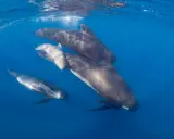Un gruppo di cetacei, tra cui un piccolo, nuota in acque blu.