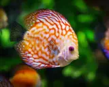 Un pesce disco dai colori vivaci, con striature arancioni e bianche, nuota in un acquario. Quante specie di pesci esistono?