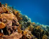 Un colorato ecosistema sottomarino, una barriera corallina oggi vibrante di vita, con pesci che nuotano tra coralli ramificati e massicci.