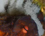 Occhio di un polpo che protegge le sue uova. La madre veglia sul futuro della sua specie.