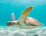 Tartaruga marina nuota in acque cristalline, mostrando il suo habitat naturale dove vivono le tartarughe.