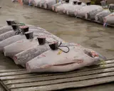 Rows of large, whole yellowfin tuna, some with tags and black caps on their tails, displayed on a wet floor.