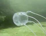 Un velum meduse trasparente, con puntini bianchi, fluttua nell'acqua verde, mostrando i suoi lunghi tentacoli rosa.