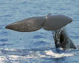 Coda di capodoglio, un maestoso cetaceo mediterraneo, emerge dalle acque blu, lasciando una scia scintillante.