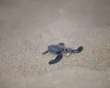 Piccola tartaruga marina si muove sulla sabbia dorata, iniziando il suo viaggio verso il mare.