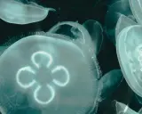 Un gruppo di meduse appena nate fluttua nell'oscurità, i loro corpi trasparenti illuminati da una luce eterea.