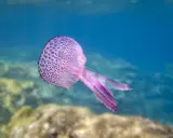 Una medusa viola con macchie più scure fluttua nell'acqua blu. Sembra una di quelle meduse piccolissime che danzano con le correnti.