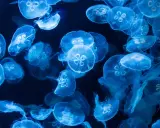 Un banco di meduse luminose fluttua nell'oscurità. Sorprendentemente, la medusa ha il cervello, un centro di controllo per il suo movimento etereo.