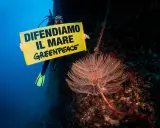Subacqueo con cartello "Difendiamo il mare" Greenpeace, vicino a una splendida specie marina.