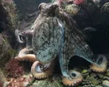 Un polpo mimetizzato tra le rocce e le alghe, con i suoi tentacoli che si intrecciano in un momento di accoppiamento.