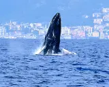 Una megattera emerge dalle acque blu, con una città costiera italiana sullo sfondo. Un raro avvistamento di balene in Italia.