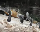 Due tartarughe d'acqua dolce, forse della stessa razza, si riposano su un tronco.