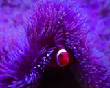 Pesce pagliaccio tra i tentacoli di un anemone di mare, un mollusco che offre riparo.