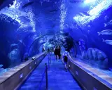 Tunnel sottomarino in un museo oceanografico, con persone che camminano tra pesci e rocce illuminate di blu.