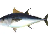 Un maestoso tonno rosso di 725 kg, con la sua livrea scura e argentea, pronto a solcare gli oceani.