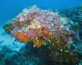 Un colorato coralligeno mediterraneo brulica di vita, con spugne arancioni e viola, anemoni gialli e piccoli pesci che nuotano tra le rocce.