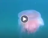 Una medusa rosa fluttua nell'acqua blu, forse la medusa più piccola al mondo.