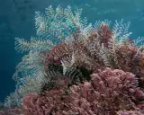 Un groviglio di piante marine, alcune bianche e piumose, altre rosa e ramificate, creano un fondale colorato.