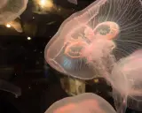 Medusa quadrata, trasparente e rosata, fluttua nell'oscurità, con tentacoli delicati e un corpo iridescente.