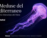 Medusa viola luminosa, una danzatrice silenziosa del mare, nel Mar Tirreno.