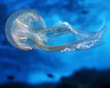 Medusa con macchie marroni, un esempio per la classificazione delle meduse.