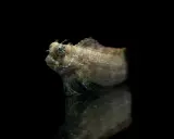 Un piccolo pesce con protuberanze simili a corna e occhi sporgenti, che sembra quasi che i pesci abbiano le orecchie. Riflesso su una superficie scura.