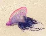 Una caravella portoghese, una delle meduse mortali, spiaggiata sulla sabbia con i suoi tentacoli blu e viola.