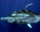 Due megattere nuotano in acque blu profonde. Queste maestose creature marine, le megattere, sono note per le loro lunghe pinne pettorali.