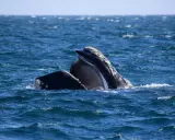 Due balene franche australi emergono dall'acqua blu, mostrando i loro fanoni, strutture uniche per filtrare il cibo.