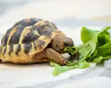 Tartaruga terrestre, nonostante il nome "tartaruga carnivora" sia un ossimoro, mangia foglie verdi.