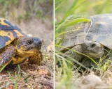Testuggine con carapace giallo e nero e tartaruga in erba, illustrano la differenza tra testuggine e tartaruga.