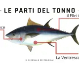 Illustrazione del tonno con indicazione delle parti: le guance, il filetto e la ventresca.