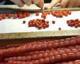 Mani che selezionano perle di corallo rosso, un processo che ricorda come si pulisce il corallo per creare gioielli.