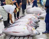 Mercato del pesce con file di tonni enormi, forse il tonno più grande mai pescato, pronti per la vendita.