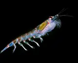 Un krill trasparente, cibo essenziale per le balene, nuota nell'oscurità.