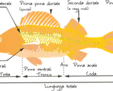 Illustrazione delle caratteristiche dei pesci: linea laterale, pinne dorsali, pettorali, ventrali, anale e caudale, con indicazione di testa, tronco e coda.