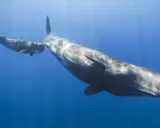 Due capodogli nuotano in acque blu. Questi giganti marini si nutrono principalmente di calamari, cacciati nelle profondità oceaniche.